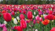 How Mother Nature destroyed a Chatham-Kent tourist spot on Mother’s Day weekend