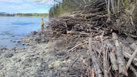 Whitehorse officials stumped by rogue lumberjack who leaves logs, but no leads