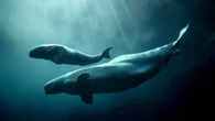 Connecticut aquarium to auction off chance to rename 3 beluga whales moved from Marineland