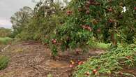 B.C. risks 'carpet' of rotting apples in orchards after fruit co-op's closure: growers