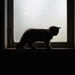 16-year-old charged with killing a cat in Winnipeg