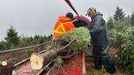 Christmas tree exporters in Nova Scotia worried about Trump tariff threat