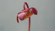 Northern Ontario is home to a surprising number of carnivorous plants