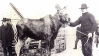 Moose aren't a native Newfoundland species — but they were brought here to save one