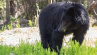 B.C. sets up panel on bear deaths after 154 killed in first 6 months of 2024