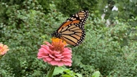 Seeing more monarchs? Great winter has had 'knock-on effect' for this summer's butterflies