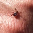 2 deaths linked to insect bites in Quebec — but experts say no reason to panic