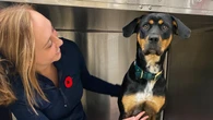 New after-hours veterinary service to open in Comox