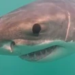 Great white shark gets up close and personal | The Moment