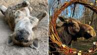 Toronto Zoo loses spotted hyena and moose, closing out year of several animal deaths