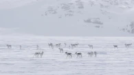 New film on Nunavut megaproject raises concerns about caribou and the people who hunt them