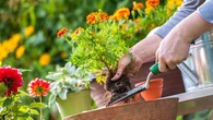 Have a spring gardening question? Ask it on London Morning!