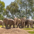 When an earthquake hit, these elephants formed a protective circle around their youngest