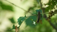 As cities panic over a gypsy moth invasion, Ontario's Pinery park tells visitors to 'roll with it'