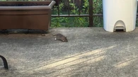 Montreal's rat problem worsens despite city's pledge to fix it