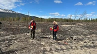 Stopping wildfires with trees: How thousands of aspen seedlings could help protect Whitehorse