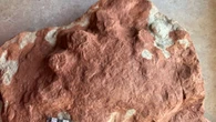 Islander unearths history by discovering 290-million-year-old fossil on P.E.I. shoreline