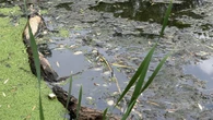 Heat, lack of oxygen likely caused fish to die in a west-end Toronto pond: province
