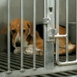 Federal government adopts new strategy to reduce animal testing