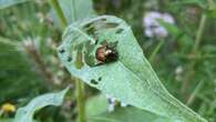 Could a parasitic fly help solve P.E.I.'s growing Japanese beetle problem?