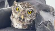 B.C. photographer saves owl after seeing it hit by a car while he was taking its picture