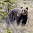 1 grizzly bear has been killed through Alberta’s new hunting program, province says