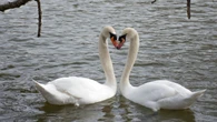 Iconic Stratford, Ont. swans go rogue from Avon River prompting city-wide search