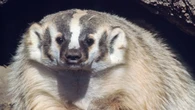 Campaign launches to protect endangered badgers being killed on roads in B.C.'s Interior