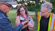 Clean up discarded fishing line, conservation group says, after 3 cygnets died after becoming tangled