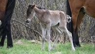 RCMP investigating shooting of baby horse in Kananaskis