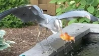 A great blue heron has been snacking on goldfish from a London backyard pond