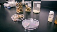 B.C. health researchers harness the 'magic' of psychedelic mushrooms