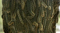 Forest tent caterpillars feast in Calgary as outbreak spikes population across Alberta