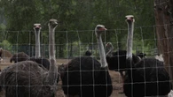 B.C. ostrich flock’s fate could reach Supreme Court