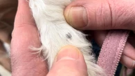 Tick that tested positive for Lyme disease discovered on Avalon Peninsula dog