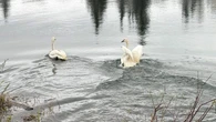 In this northeastern Ontario town, two swans signal the start of summer