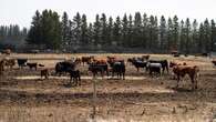 Trail of stolen Alta. cattle leads to property north of Saskatoon