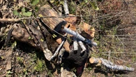 Conservation officers investigating after cow moose shot and abandoned near Timmins