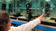Sorry, Dory. McMaster grad says her research helps debunk the myth that fish have bad memories