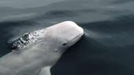 New survey aims to count hundreds of beluga whales in James Bay