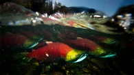 Fraser River salmon returns this year a 'real chance to celebrate,' harvesters say