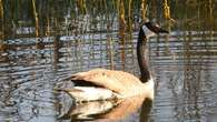 Bird flu case confirmed, 5 more suspected at Rouge National Urban Park: provincial agency