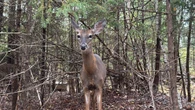 Colchester introduces bylaw to deter feeding deer