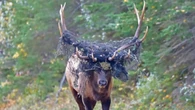 Wildlife photographer helps save elk trapped in netting in Prince Albert National Park