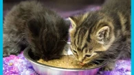 Hamilton/Burlington SPCA brings much-needed care to pet owners in northwestern Ontario’s ‘veterinary desert’