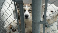 Rising costs, housing crunch means more pets are ending up at Whitehorse animal shelter