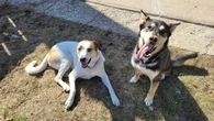 Moose Jaw dog parks remain closed after dog dies, multiple others fall ill