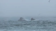 Whales are drawing in 'crazy' crowds to this Newfoundland town