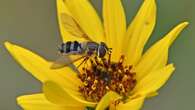 Q&A: How this bee mimic could yield bigger canola crops