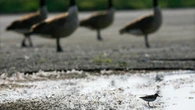 Q&A | What changes to U.S. bird protections could mean for N.W.T. species